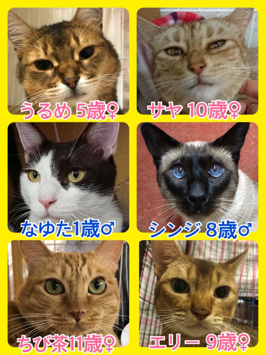 🐾今日の里親様募集中ニャンコ🐱メンバーです🐾2019,8,28